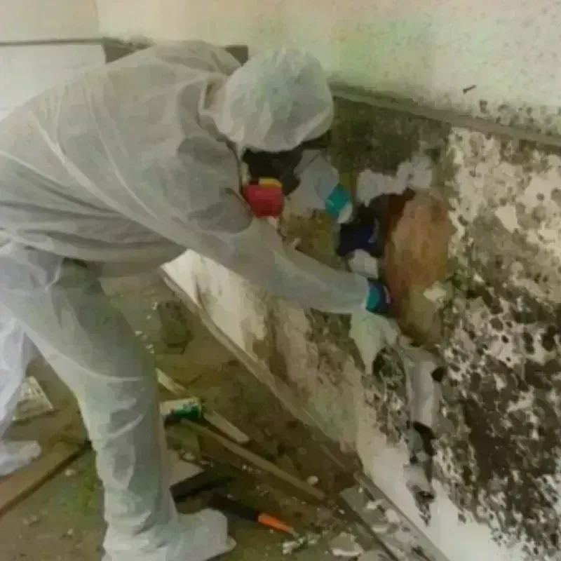 Mold Remediation and Removal in Montclair, VA